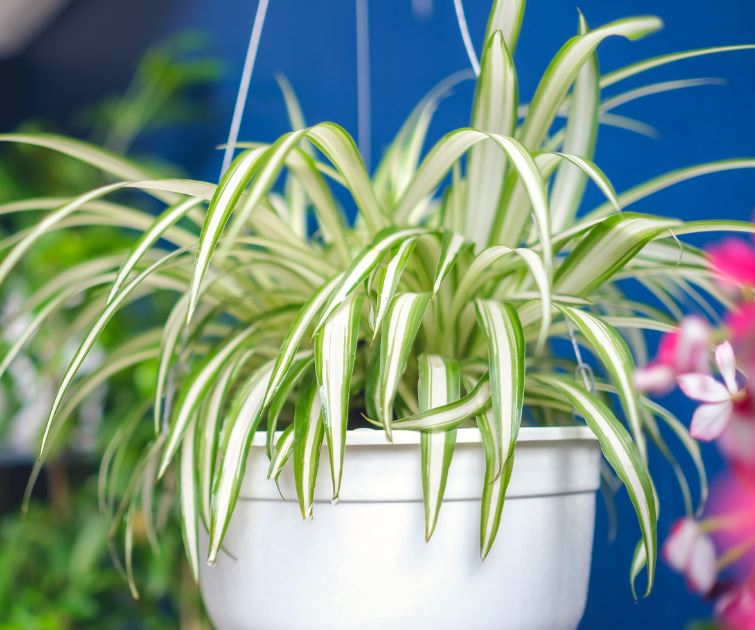 Spider Plant (Chlorophytum comosum):