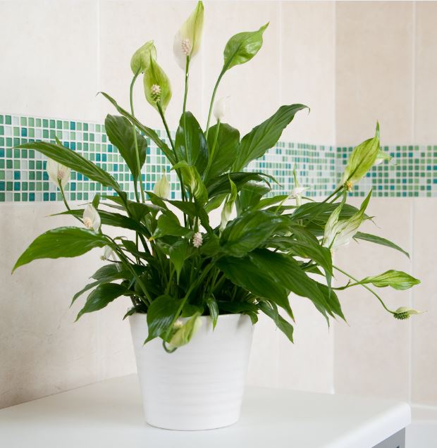 Peace Lily (Spathiphyllum):
