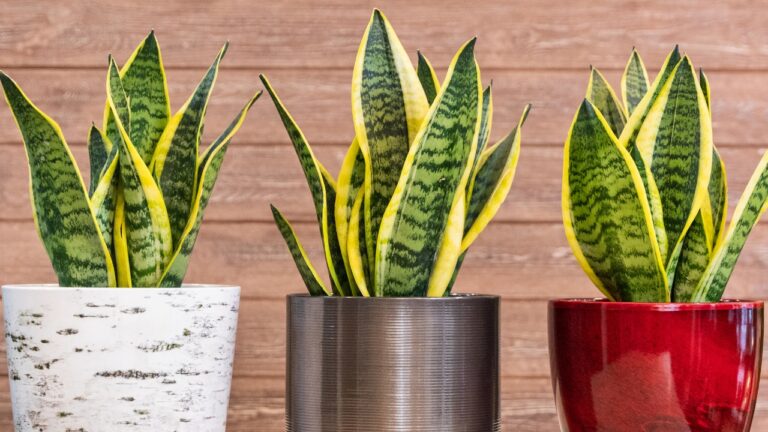 5 House Plants That Like Low Light