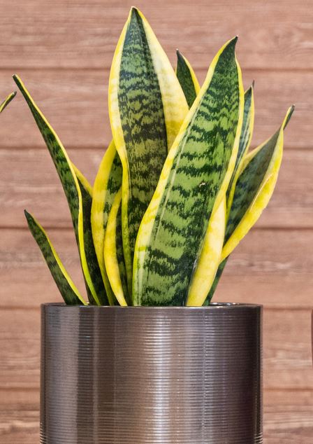 House Plants That Like Low Light