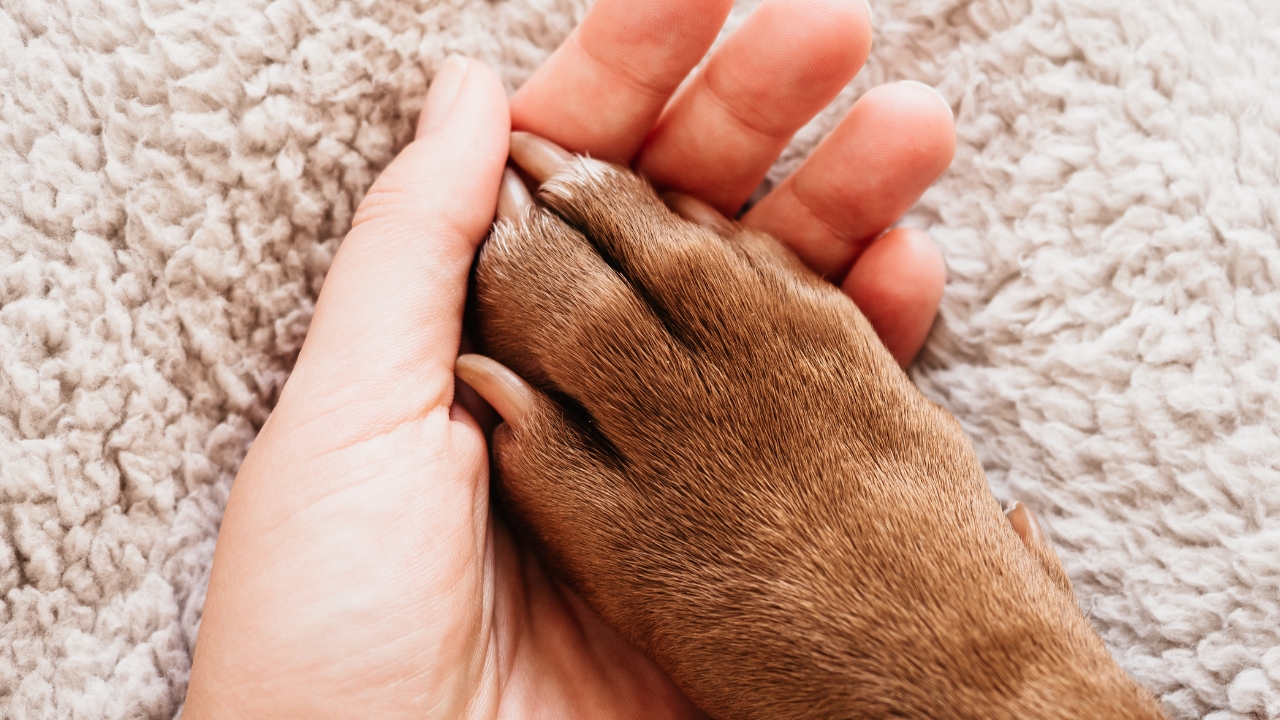 how-to-comfort-someone-while-their-pet-is-dying