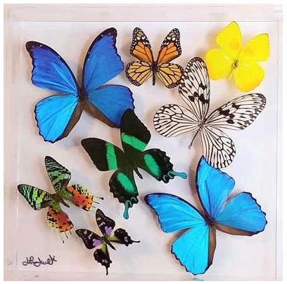 Real Butterfly Display
