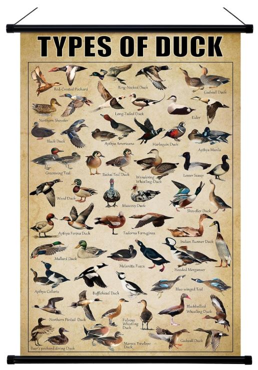 duck poster