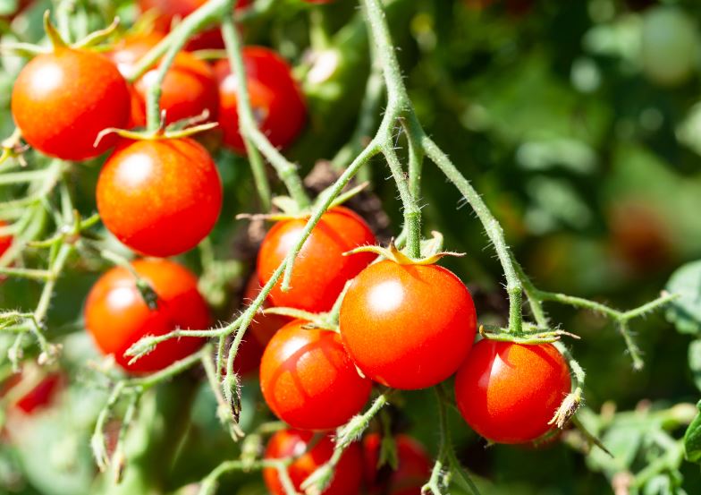 Cherry Tomatoes