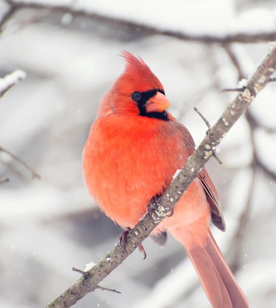 Red Cardinal art