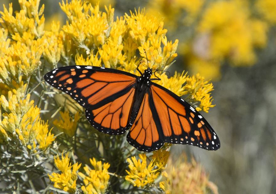 butterfly names