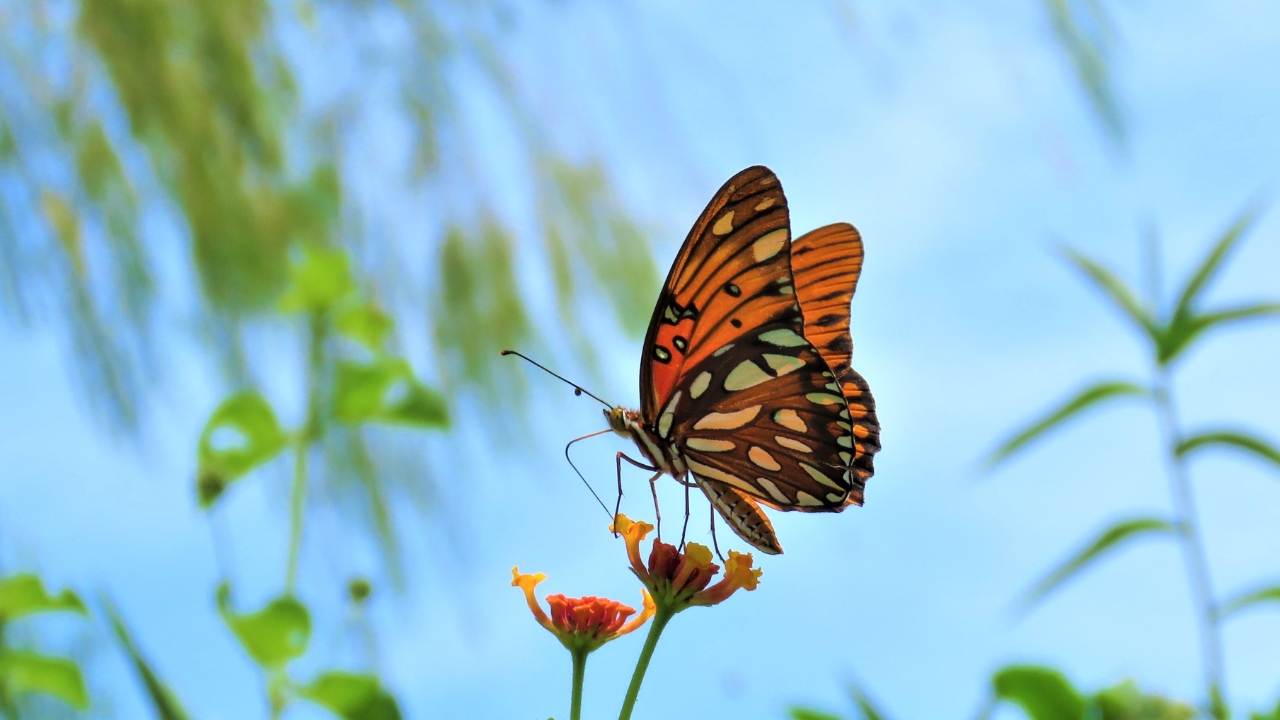butterfly names