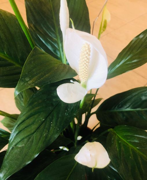 Watering a peace lilly