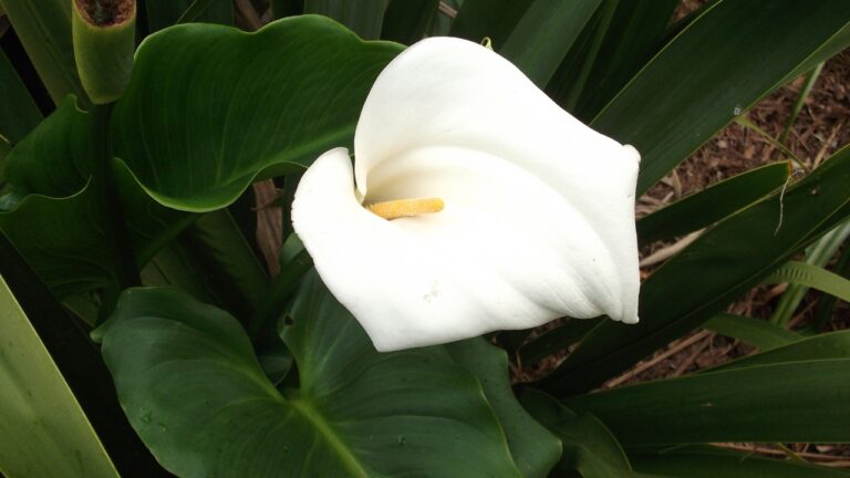 Peace Lily: 10 Tips For care & Growing