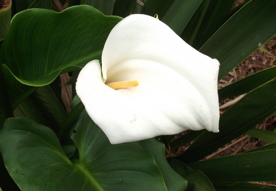 peace lilly care tips