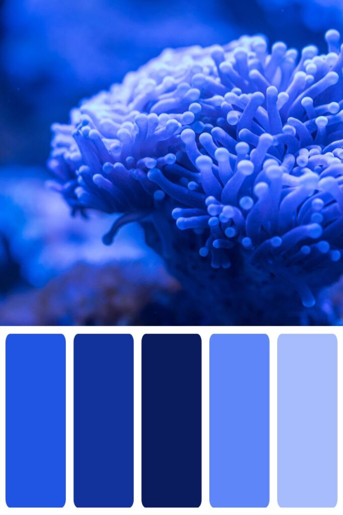 Blue Anemone Color Palette