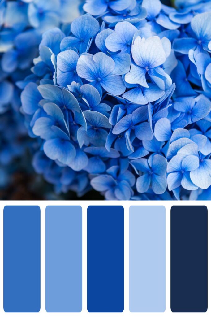 Blue Hydrangea Color Palette